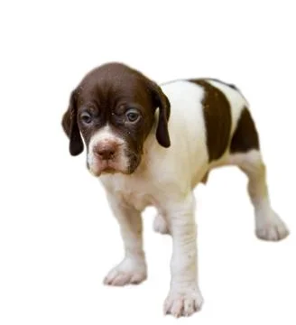 Pedigree Pointer dog puppy Stock Photos