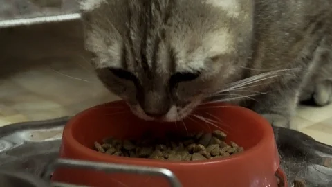 Pedigreed adult cat eats dry food from a red bowl Stock Footage 110323200