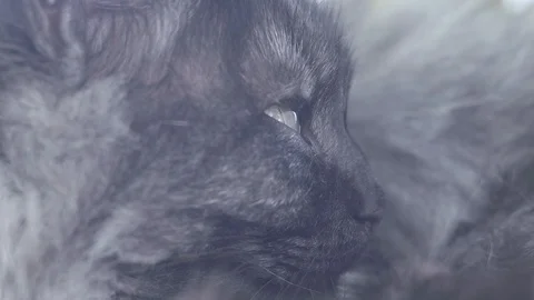 Pedigreed cat close up Stock Footage 98240709