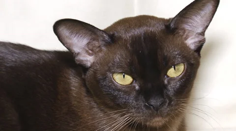 Pedigreed cats Stock Footage 30587922