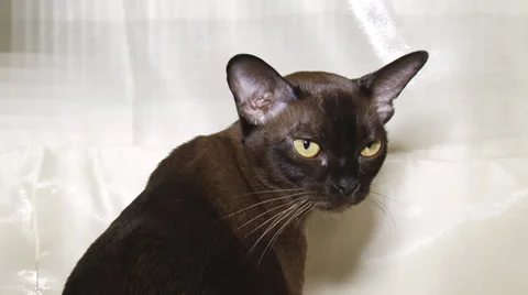 Pedigreed cats Stock Footage 30588048