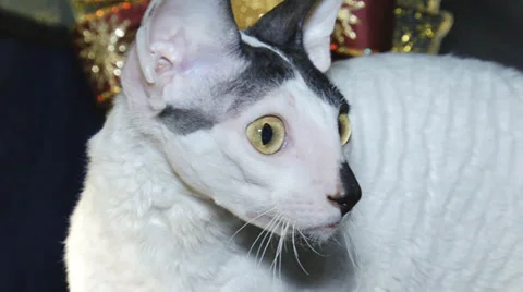 Pedigreed cats Stock-Footage 30588102