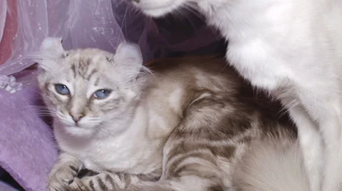 Pedigreed cats Stock-Footage 30588174