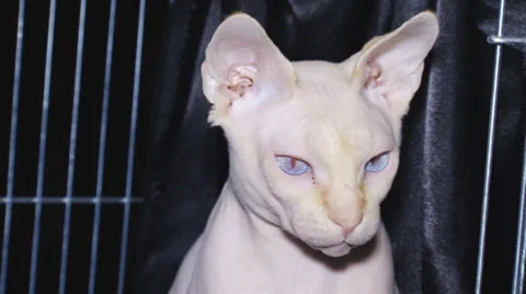 Pedigreed cats Stock-Footage 30588181