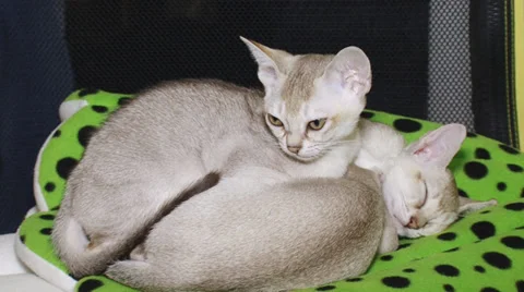 Pedigreed cats Stock-Footage 30588236