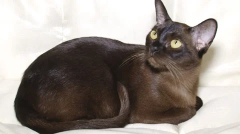 Pedigreed cats Stock-Footage 30588262