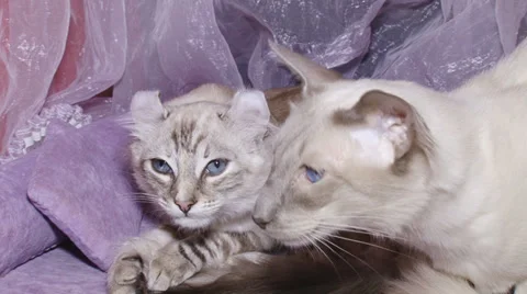 Pedigreed cats Stock-Footage 30588288