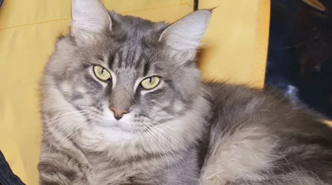 Pedigreed cats Stock-Footage 30588314