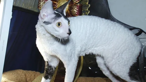 Pedigreed cats Stock-Footage 30588328