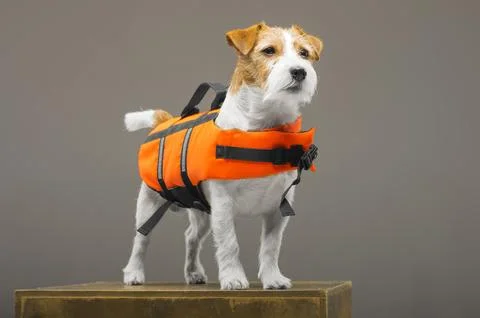 Pedigreed Jack Russell in the costume of a lifeguard Malibu stands on a ped.. Stock Photos
