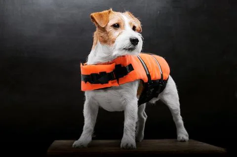 Pedigreed Jack Russell in the costume of a lifeguard Malibu stands on a ped.. Stock Photos