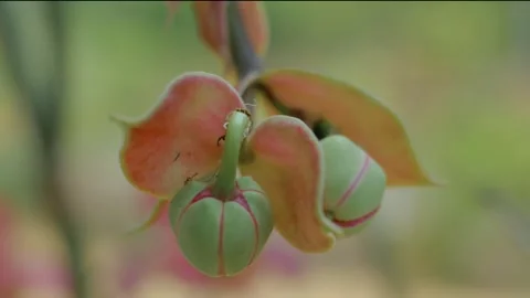 Pedilanthus Bracteatus Stock Footage 252812890