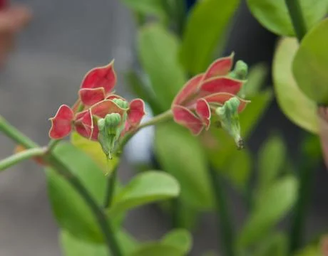 Pedilanthus bracteatus Stock Photos