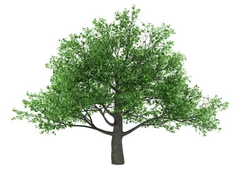 Pedunculate oak tree isolated on white background Stock Illustration