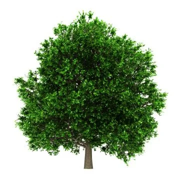 Pedunculate oak tree isolated on white background Stock Illustration