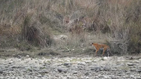 Pedwali Video stock 330888344