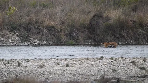 Pedwali3mp4 Vídeo Stock 330888824