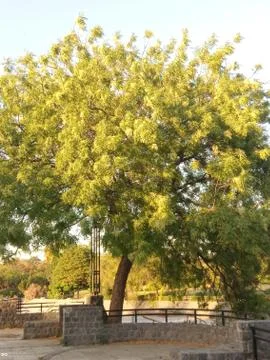 Pee gee hydrangea Stockfoto's
