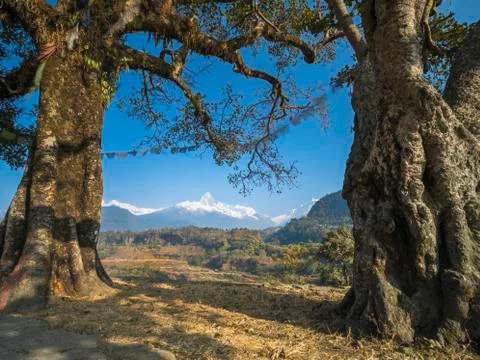 Pee pal Trees 写真素材