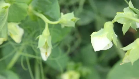 Pee plants flowers Video stock 11309357