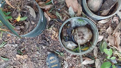 Pee in a water can Stock Footage 263109721