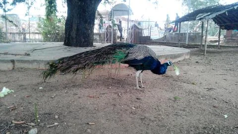 Peecock Stock Photos