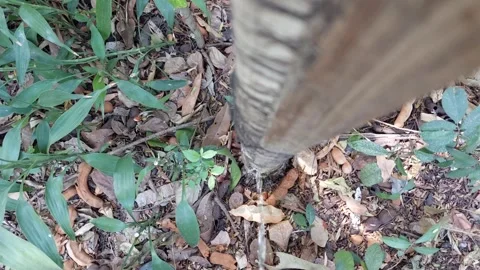 Peeing at the base of the tree Stock Footage 263091503