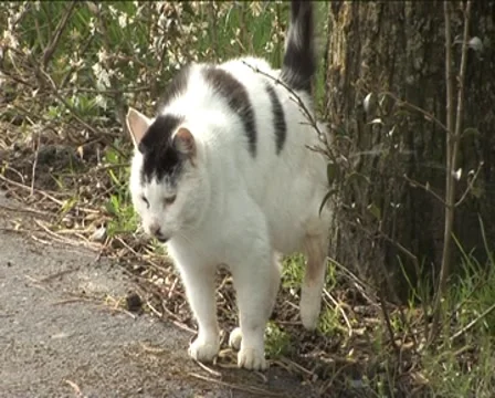 Peeing pussy Stock Footage 8299251