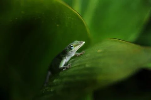 PEEK-A-BOO LIZARD Stock Photos