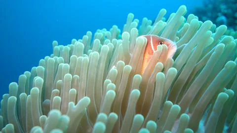Peek-a-boo Nemo Stock Photos