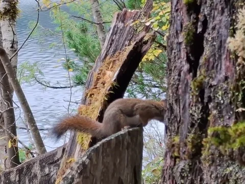 Peek a boo squirrel Video stock 292812064