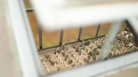 A peek inside a greenhouse reveals an array of small cacti and succulents carefu Stock Footage 289655620