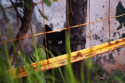 Peekaboo Cat Stock Photos