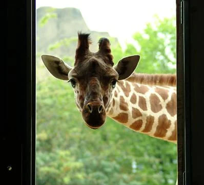 Peekaboo giraffe Stock Photos