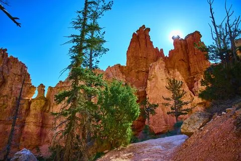 Peekaboo Loop Trail Hoodoo Formations Sunburst and Pine Trees Bryce Canyon 写真素材