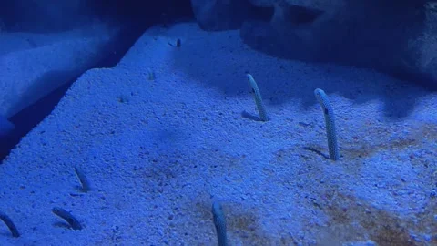 Peeking and Moving Eels Stock Footage 244963894