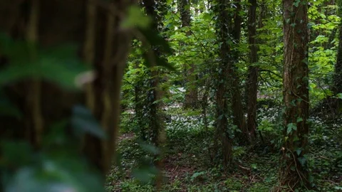 Peeking around a tree - Point of view camera - Nature sounds with slight rain Stock-Footage 107008600