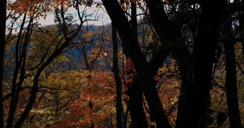 Peeking from behind a tree silhouette in a forest at a Scenic Mountain View 4k Stockbeeldmateriaal 144419731
