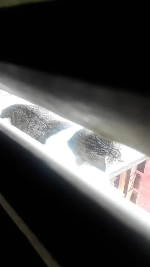 Peeking cat dating Stock Footage 214259926