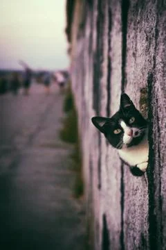 Peeking Cat Stock Photos