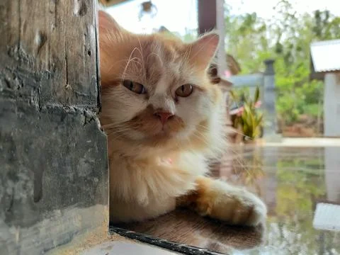 Peeking cat Foto stock