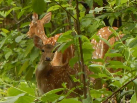 Peeking deer Stock Photos