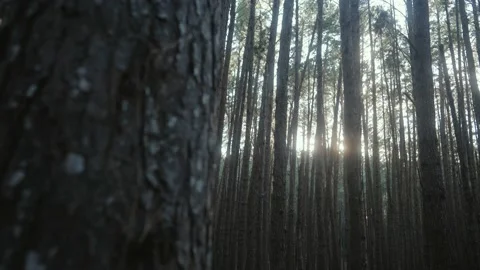 Peeking in on dusk haze pine tree forest at Olinda Forest Maui Stock Footage 142301718