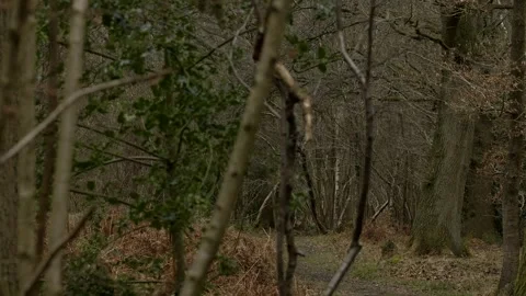 Peeking into a forest scene from behind a mess of bare trees Stock Footage 263970678