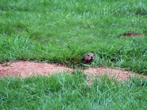 Peeking gopher Stock Photos