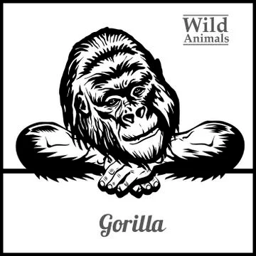 Peeking Gorilla - vector illustration isolated on white Stock Illustration