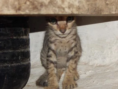 Peeking kitten Stock Photos