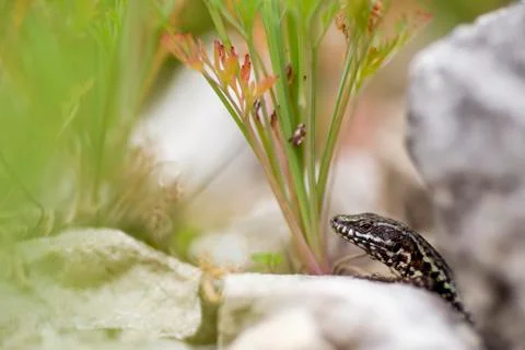 Peeking Lizard Stock Photos