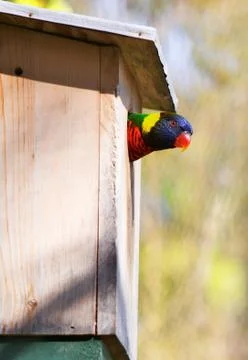 Peeking lorikeet Stock Photos
