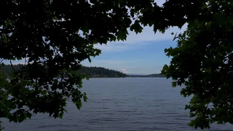 Peeking at Mt. Rainier through tree in Seaward Park on Lake Washington Stock Footage 245434243